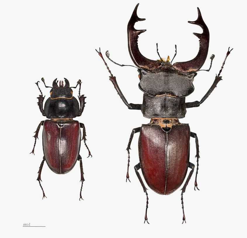 Жук олень. Слева самка. Справа самец. 