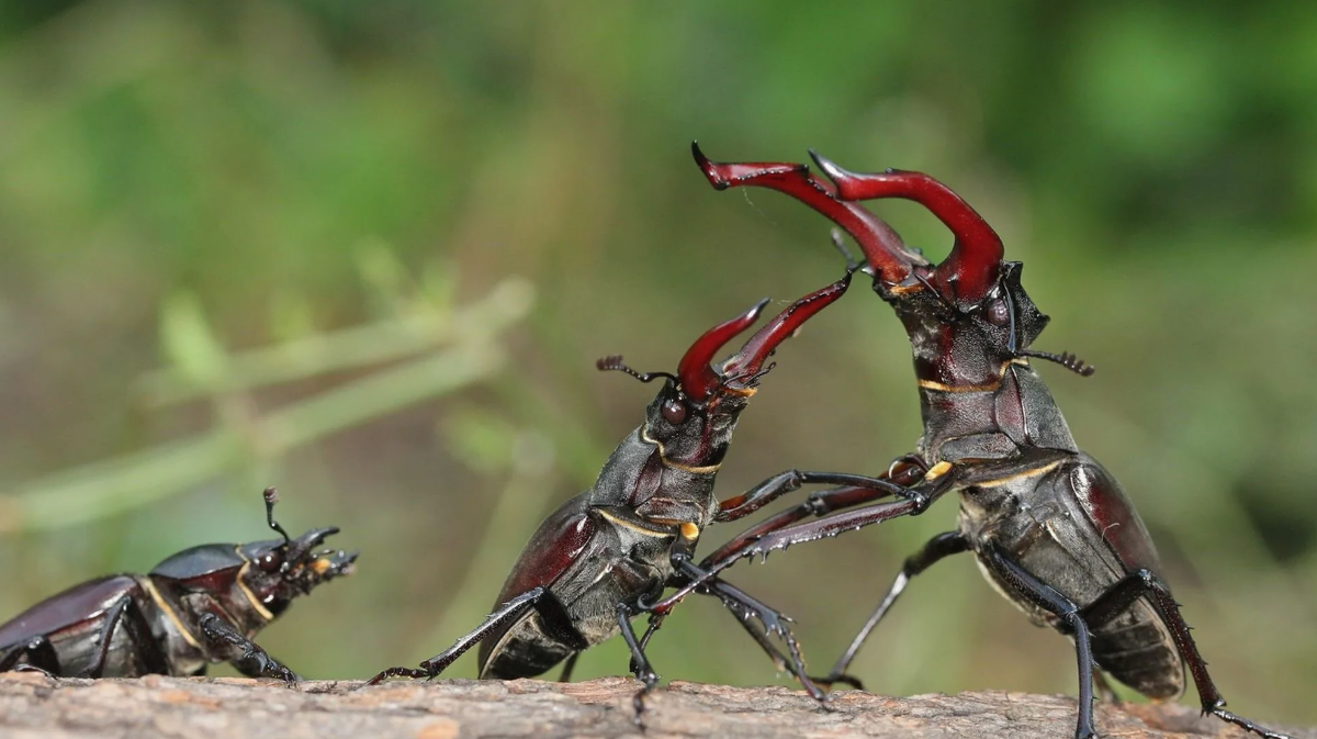 Пример брачного поединка за самку. Сдаётся мне что у жука справа шансов больше. 