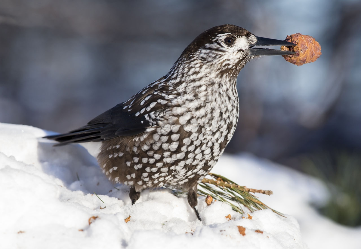 Так, эту шишку я посажу. 
