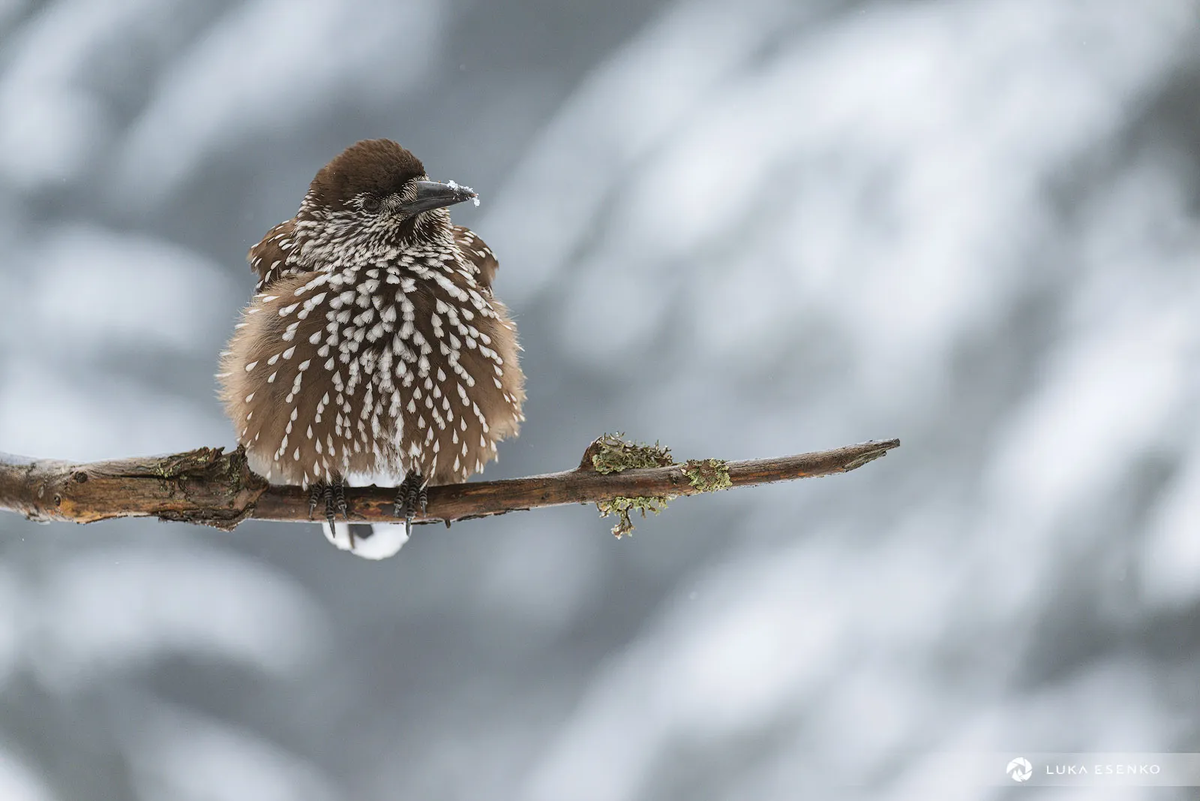 Чтобы найти шишку, надо думать, как шишка, нужно стать шишкой. 