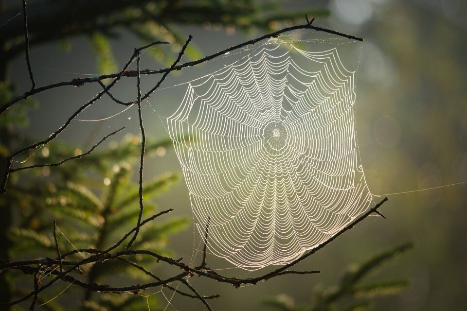    Пауки. Паутина. Природа. Источник: Pixabay