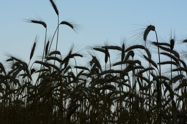 Фото: freeimages.com