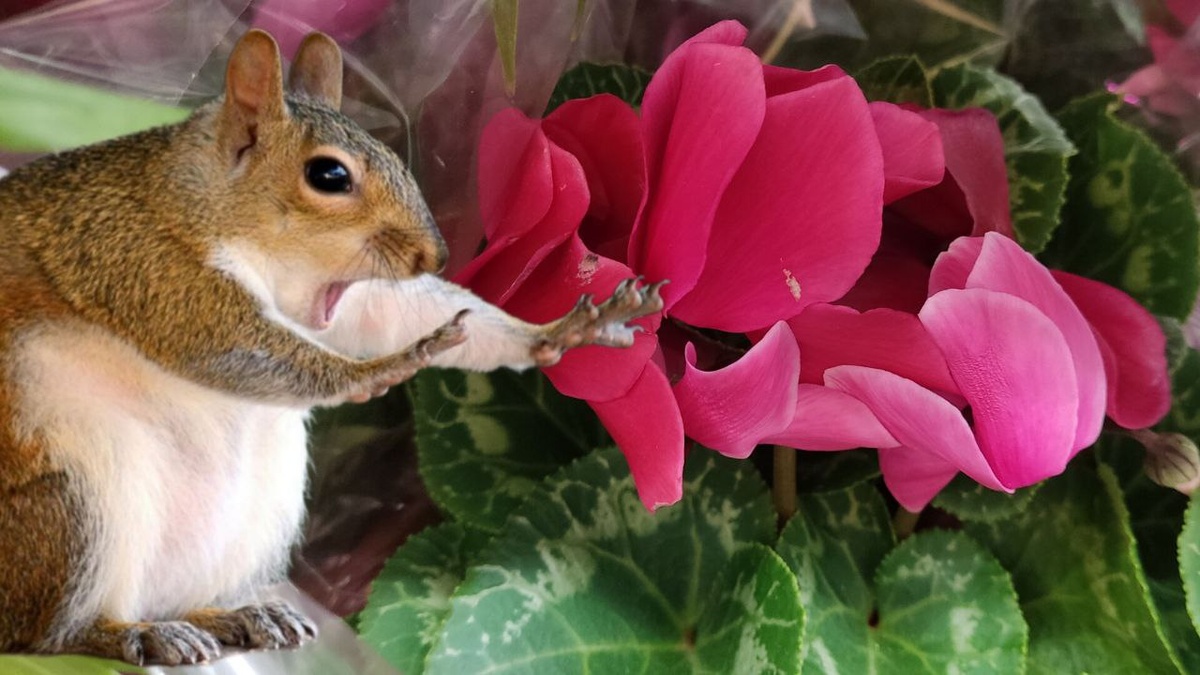 Сейчас знаю – "НЕТ! Не буду дарить цветок цветоводу!