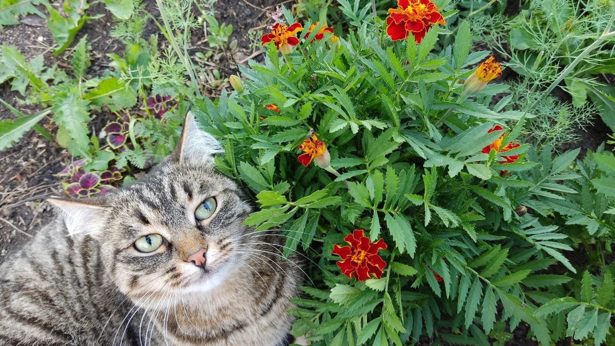 Бархатцы люблю, а вот эти ваши пальмы и кактусы - нет