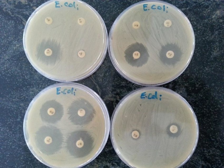 Дисковый метод проверки активности антибиотиков: диск пропитывается раствором антибиотика и выкладывается на чашку Петри, где растут микроорганизмы. На месте диска образуется светлое пятно, поскольку бактерии в этом месте отмирают.