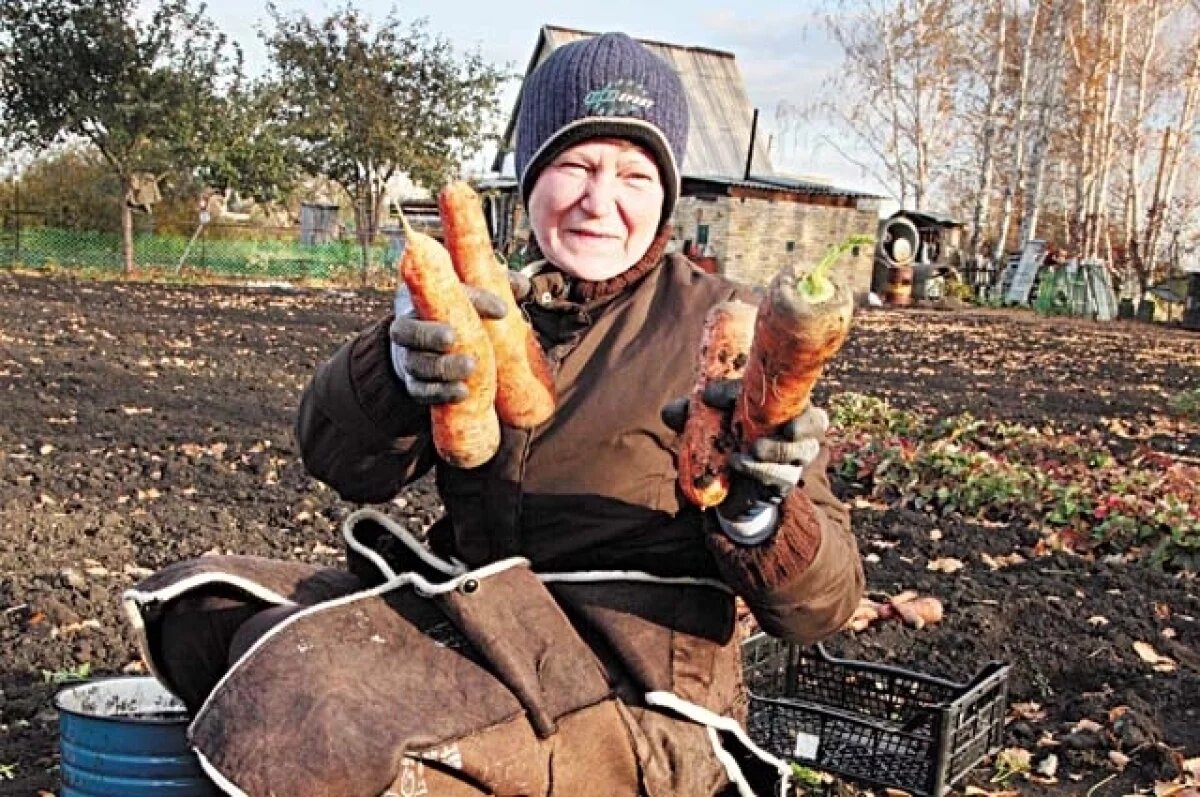    Важно собрать урожай до наступления серьёзных заморозков.