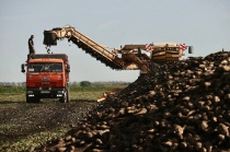    В Ульяновской области идет копка сахарной свеклы и скоро заработает завод по переработке