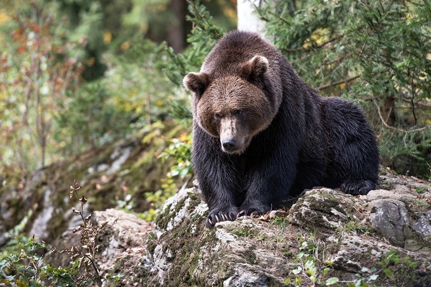     Фото: 1zoom.ru