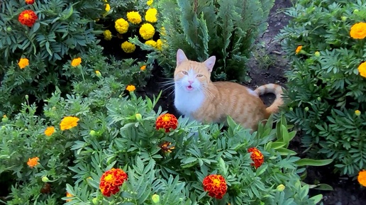 ЗАНИМАЮСЬ ДЕЛАМИ, ОТВЕЧАЮ НА ВАШИ ВОПРОСЫ ❤️