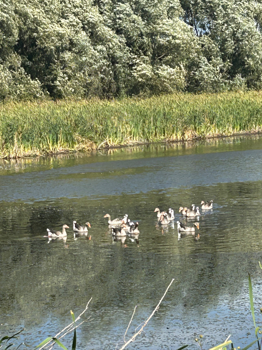 Уточки на пруду рядом с кладбищем