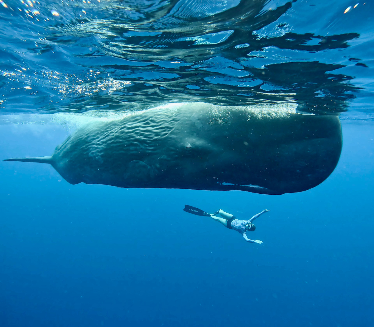 Плавание с китами - незабываемые впечатления!