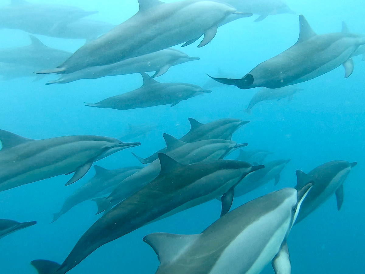 Дельфины, с ними тоже можно поплавать