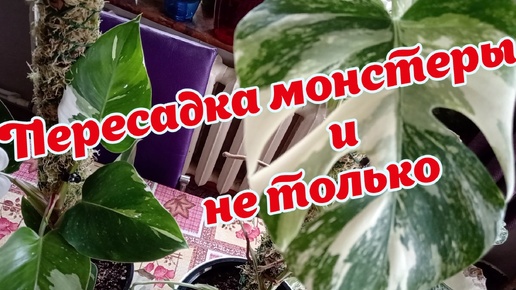 Пересадка монстеры и не только