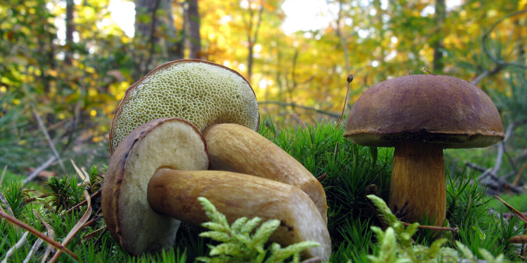 Метаморфозы грибного октября. Чем порадует нас бархатный сезон?
