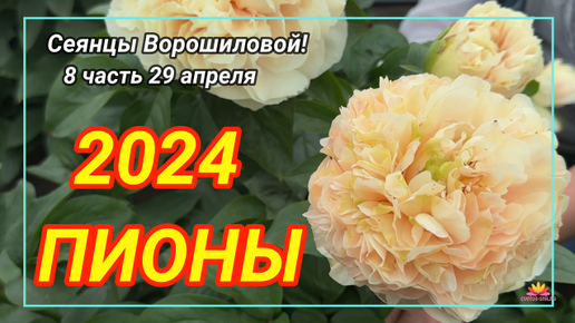 Цветение сеянцев пионов Ворошиловой А.Б. в 2024 году. Часть 8 / Сад Ворошиловой