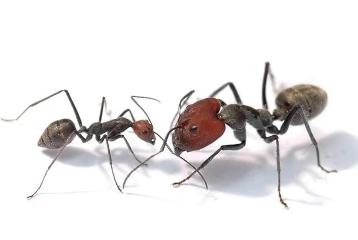 -1-2