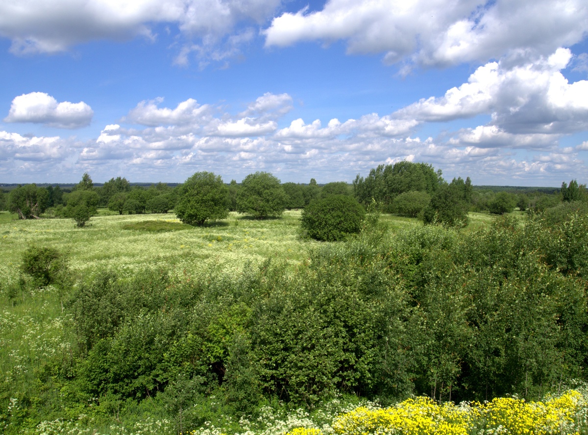 Тест: найди на фото лосиху :)