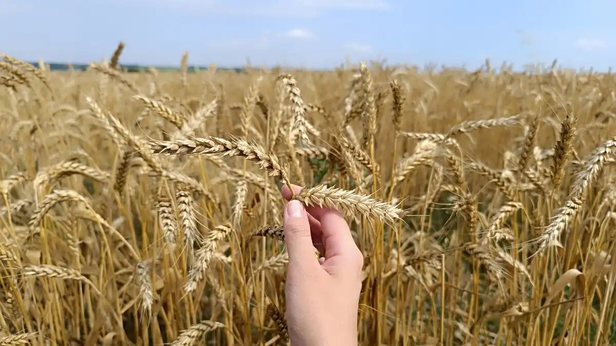 Фото:© Ирина Борисова / Glavagronom.ru Пшеница обеспечивает калориями 85% населения мира и белком около 82% населения