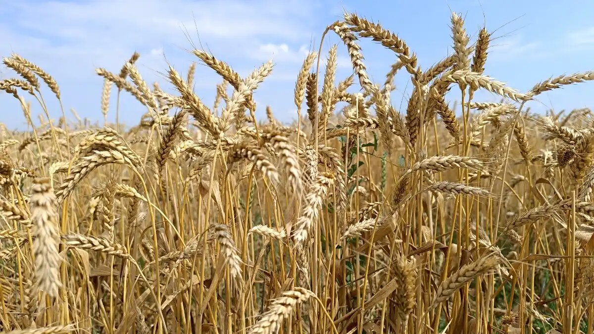 Фото:© Ирина Борисова / Glavagronom.ru Польза кремния зависит от его способности накапливаться в тканях растения