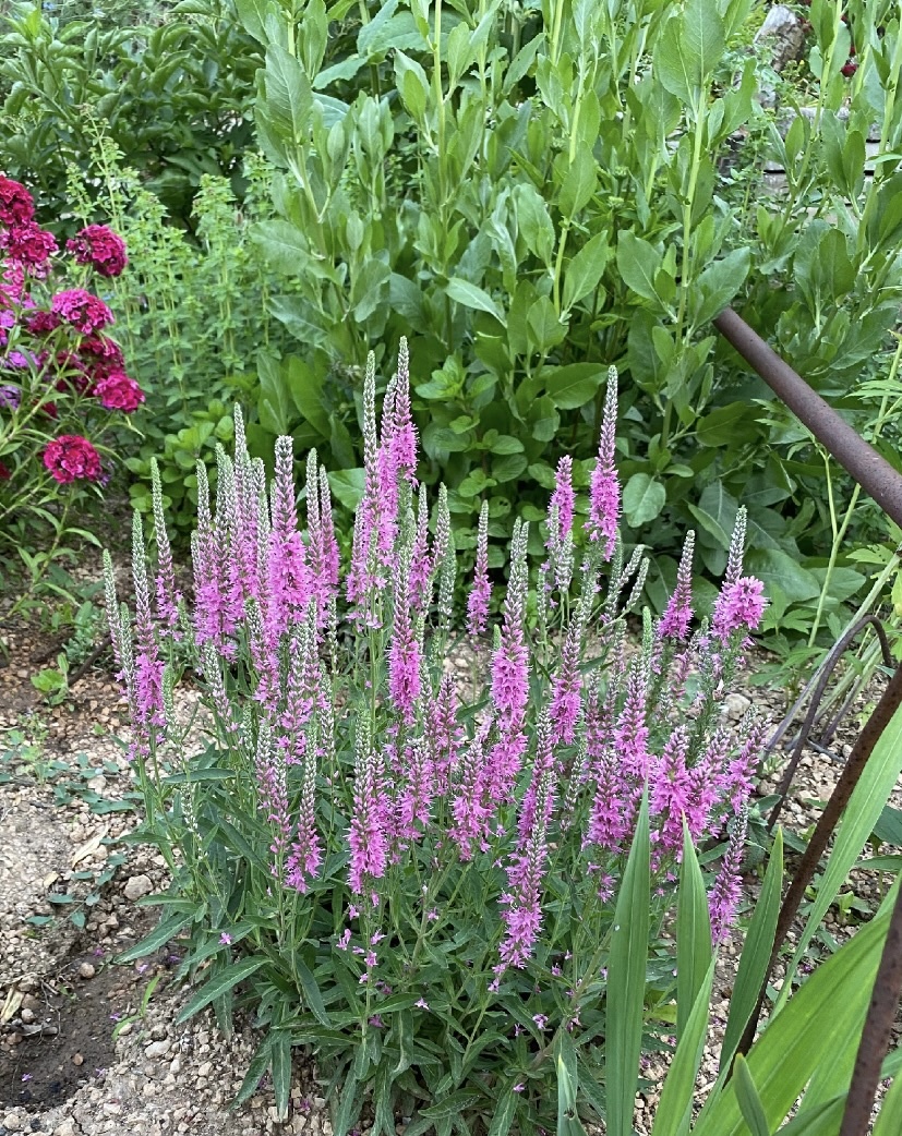 Был и в нашем саду праздник цветения вероники! Пушистая, приятно прикоснуться, приятно посмотреть. То, обещанное цветение, которого, буквально, три года ждали.