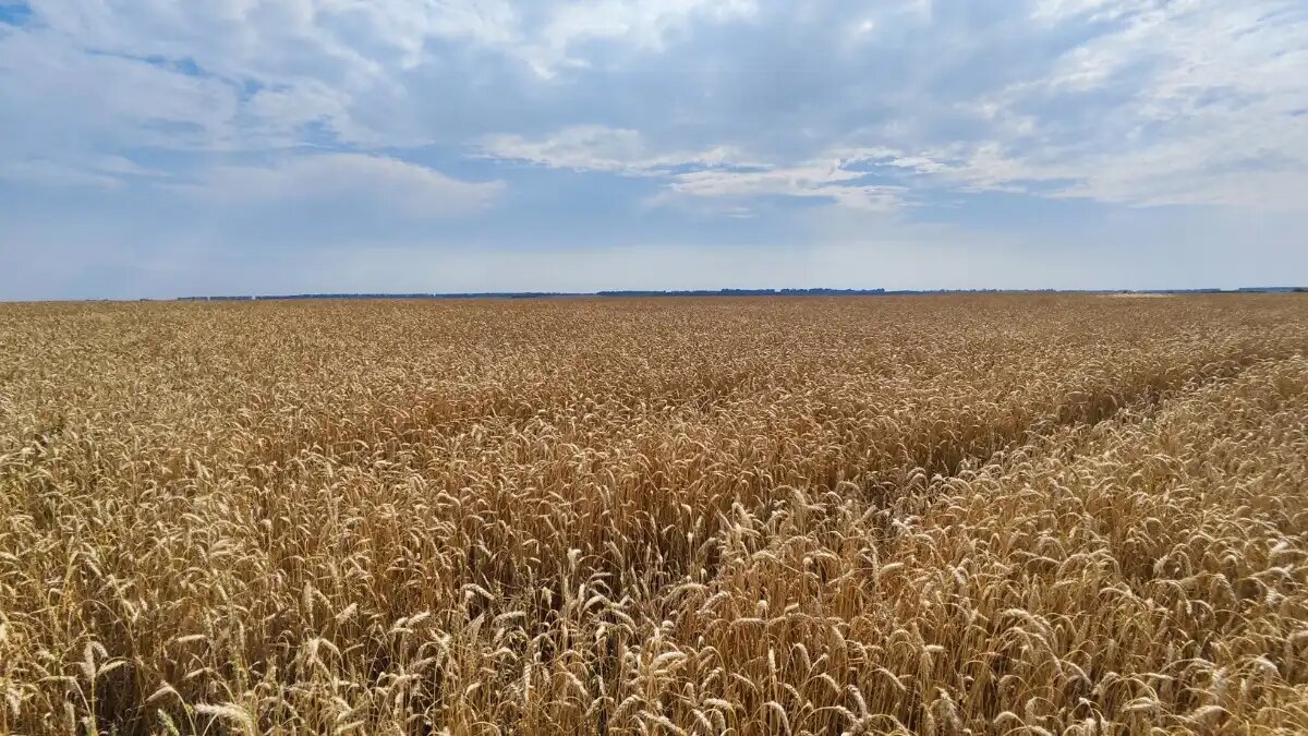 Фото:© Артем Борисов / Glavagronom.ru ИИ позволил повысить рентабельность возделывания пшеницы на 5,3%