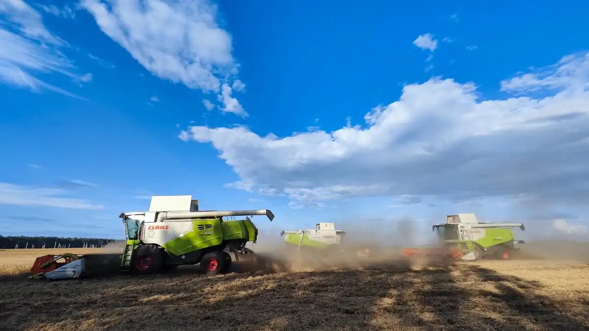 Фото:© Артем Борисов / Glavagronom.ru На Кубани погодные условия повлияли на качество зерновых в 2024 году