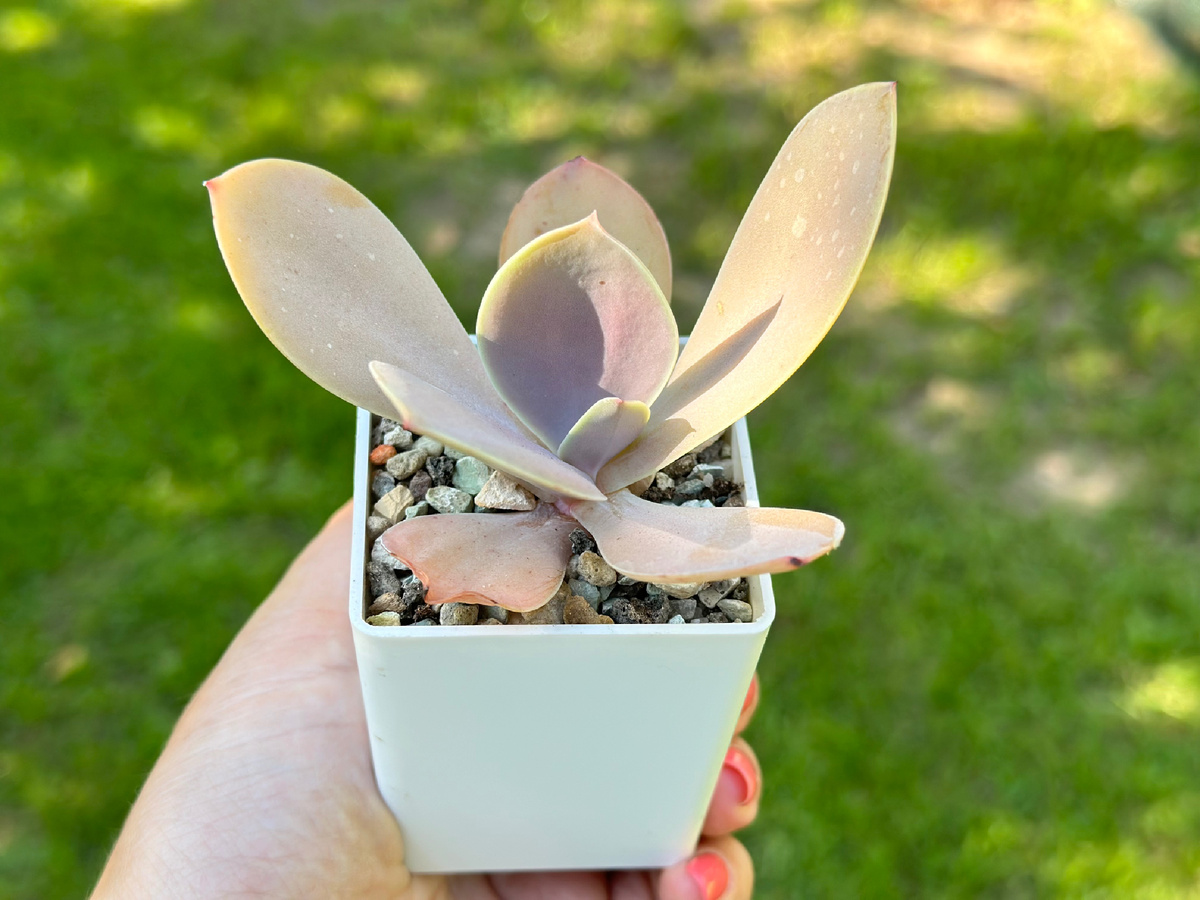 Echeveria Acutifolia