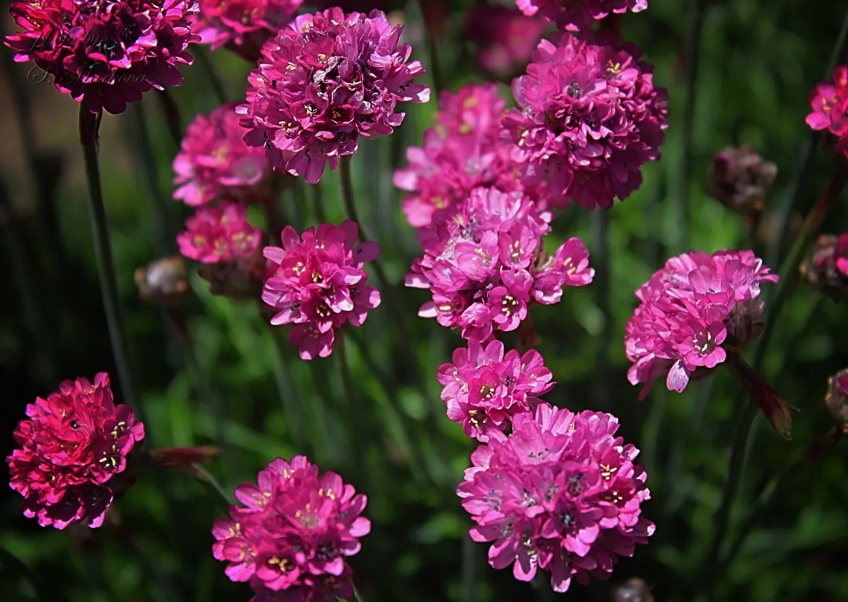 Источник фото: darvin-market.ru