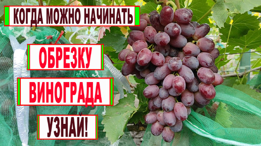 🍇 Даже не думай НАЧИНАТЬ ОБРЕЗАТЬ ВИНОГРАД пока не произойдет ЭТО! Когда ЛУЧШЕЕ ВРЕМЯ для обрезки?