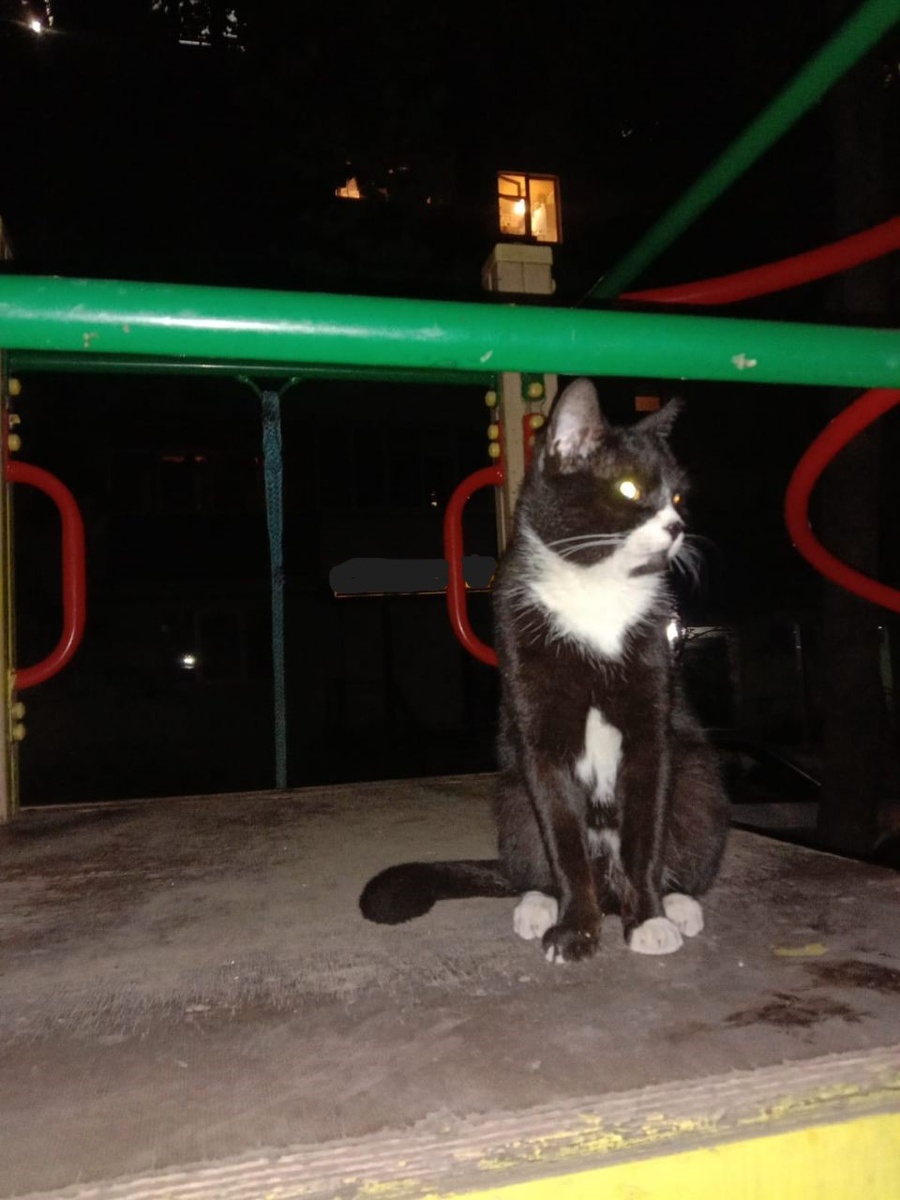 Котик Джорджик не детской горке