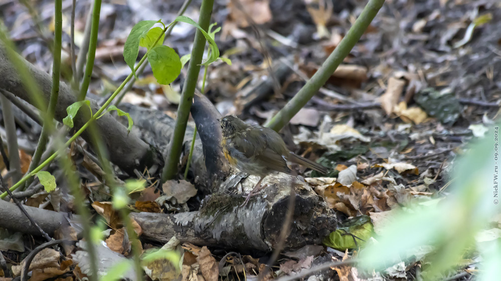 2. Молодая Зарянка © NickFW.ru — 09.09.2024г.