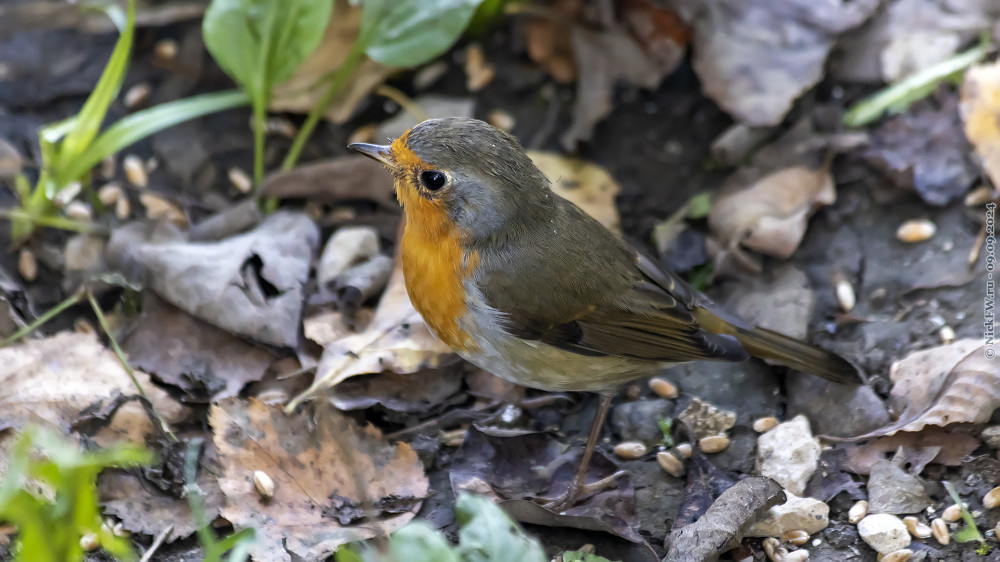 1. Зарянка © NickFW.ru — 09.09.2024г.