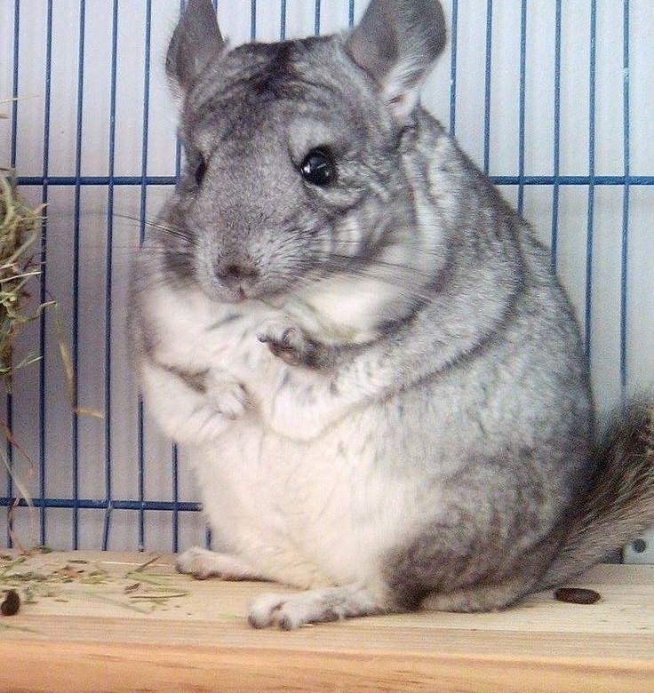 Шиншилла