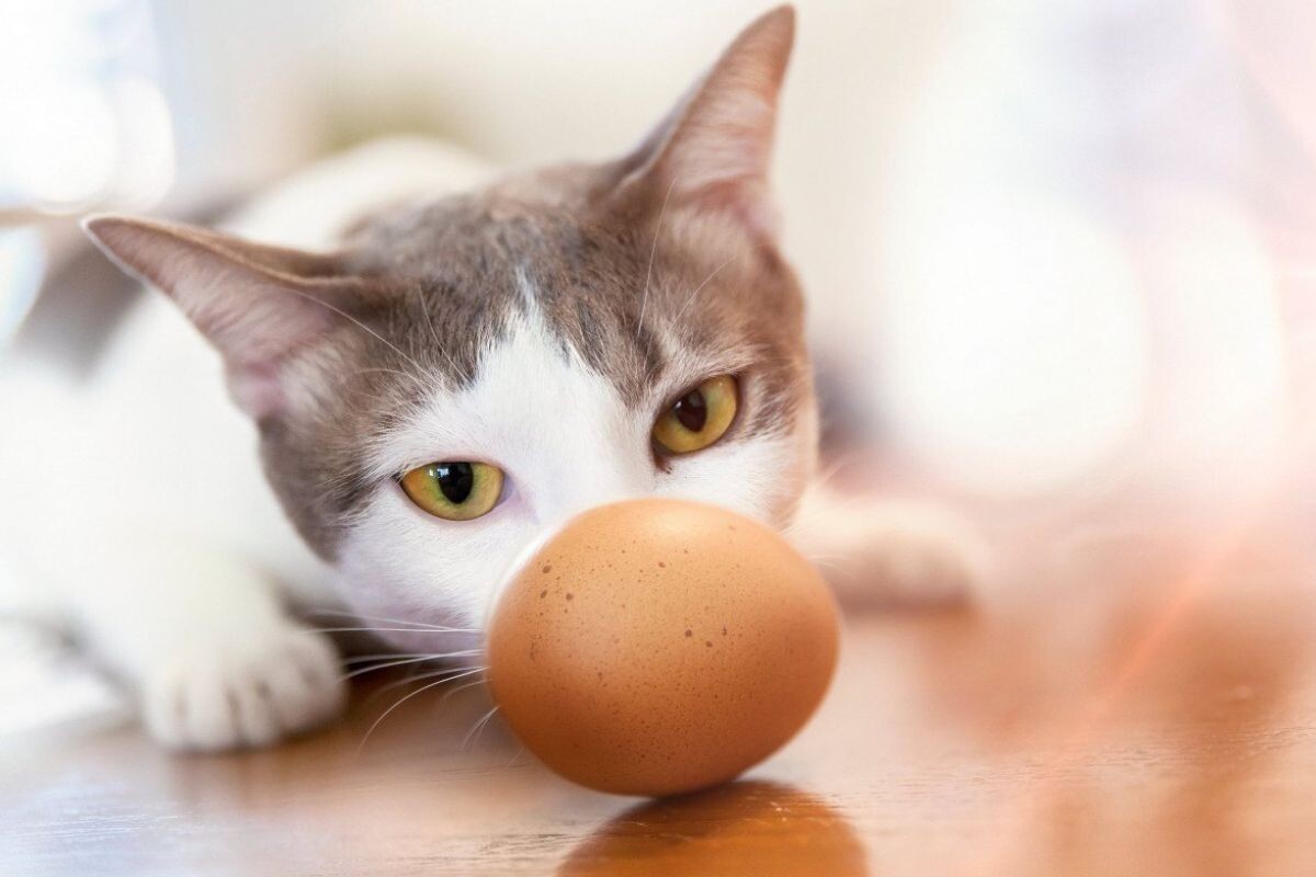 Можно ли кошкам яйца