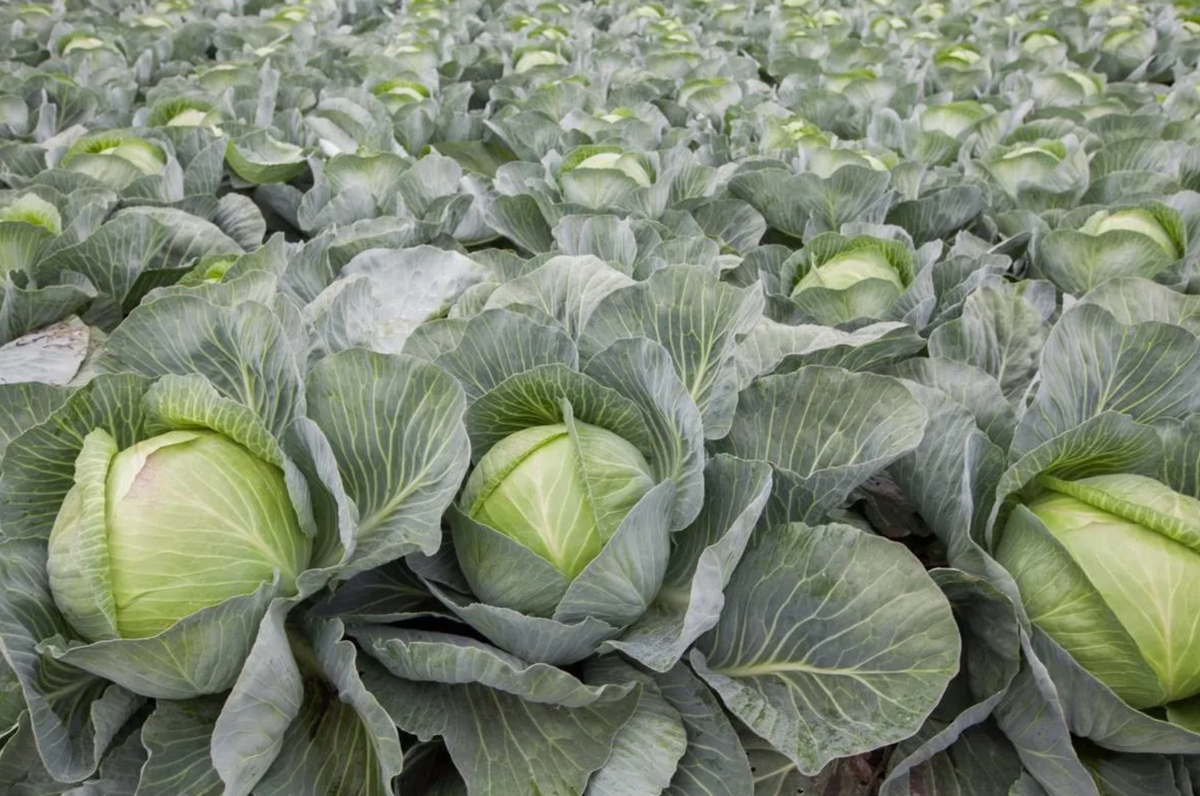 Капуста Менза F1 (источник фото: megamarket.ru)