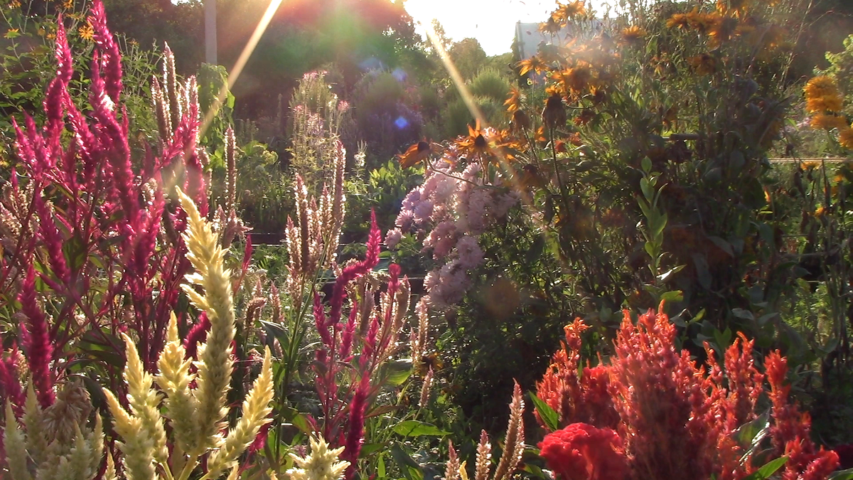 Фото автора. Целозия метельчатая 