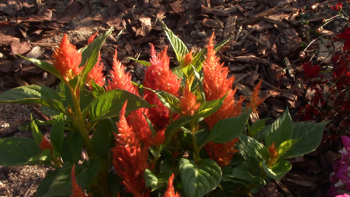 Фото автора. Метельчатая целозия.