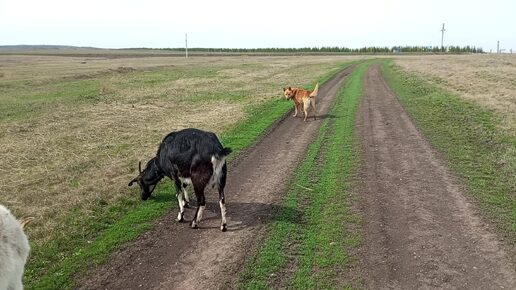 Прогулка с козами и Громом. весна 2024 года. архив