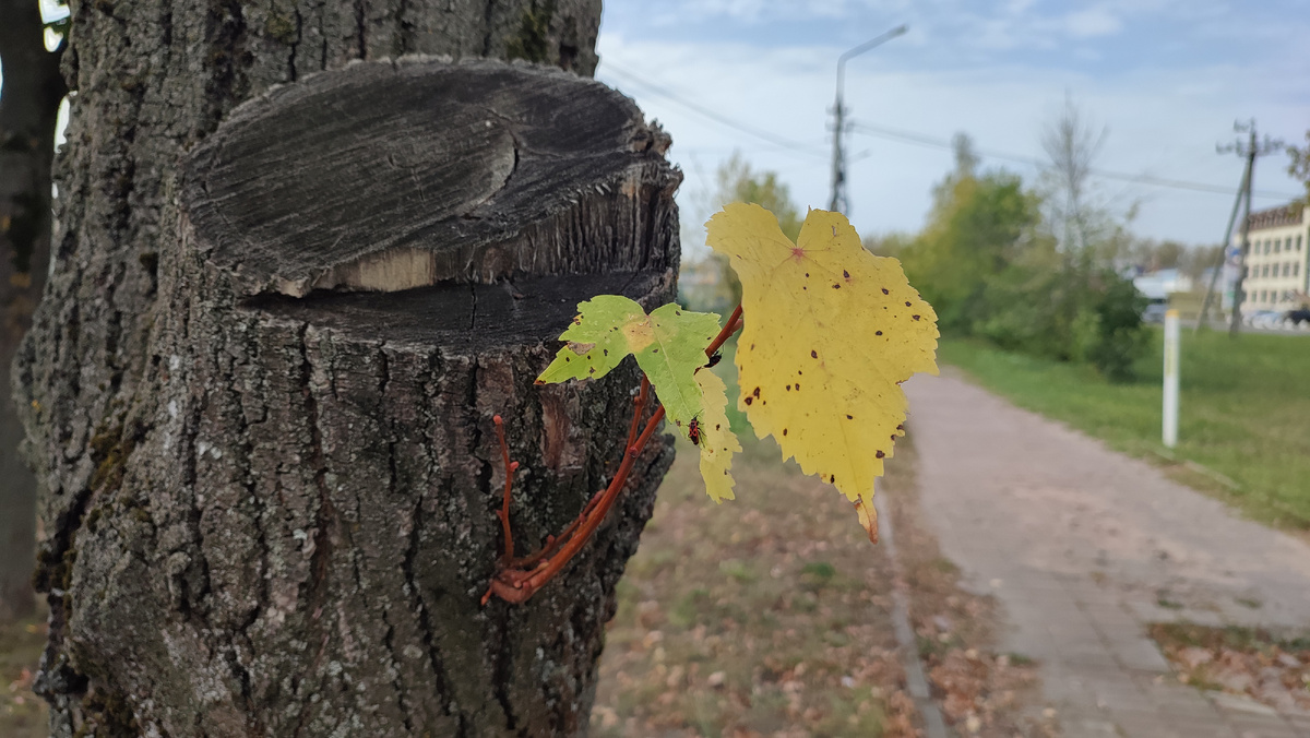 Осенняя зарисовка