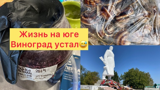 Сколько коммуналка на юге. Вот так ливень. Улиток море🫣 Что то пошло не так🫗 Набрали грецкого ореха.