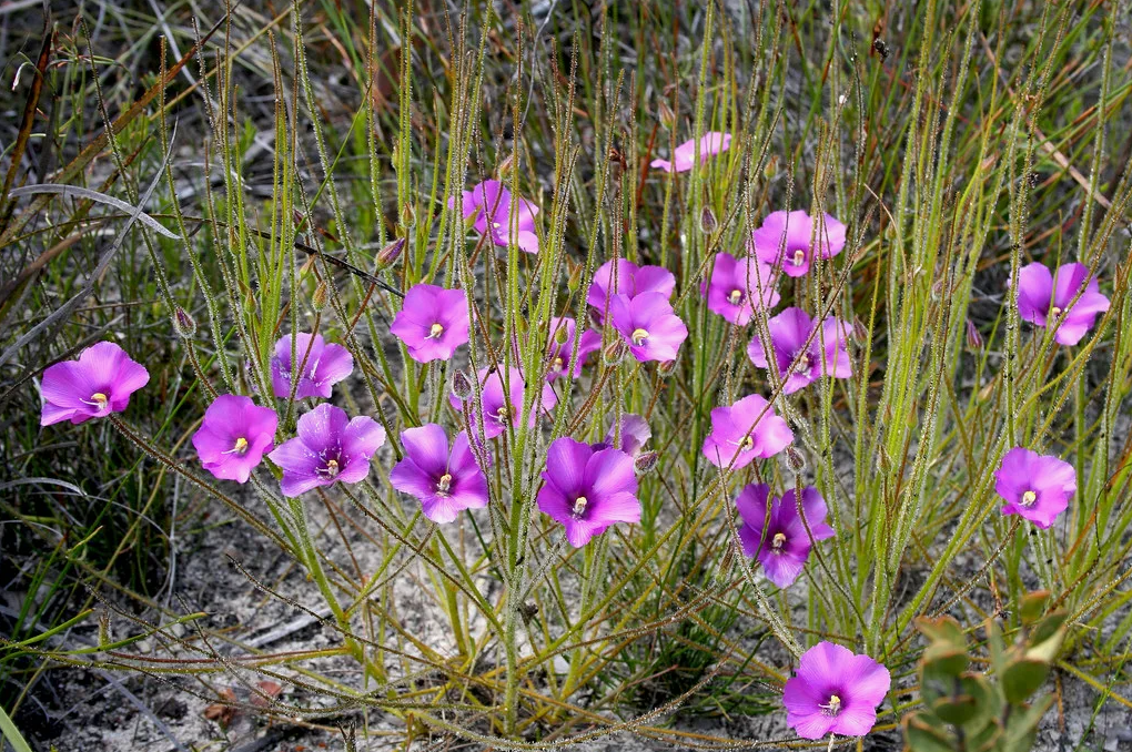 Библис гигантский в естественной среде обитания.