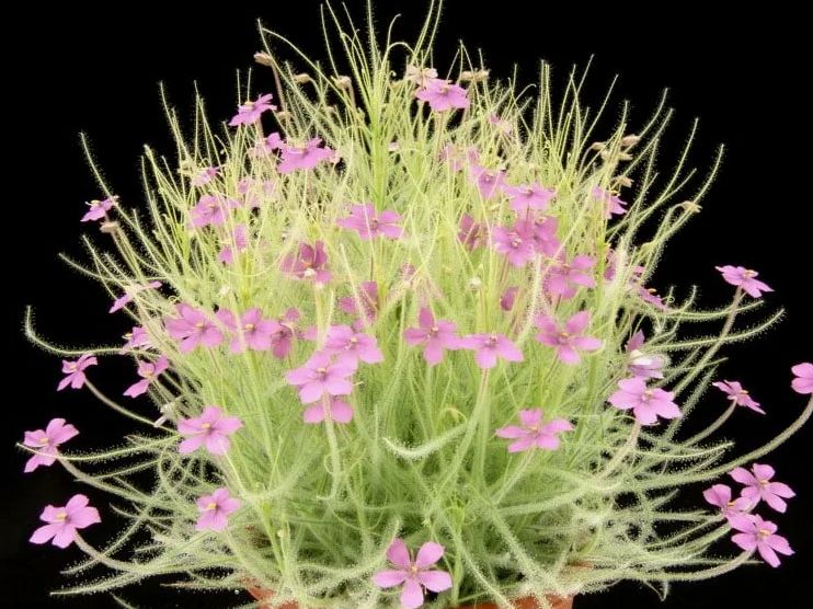 Библис в горшочке на фотосессии. Растение пользуется популярностью у садоводов.