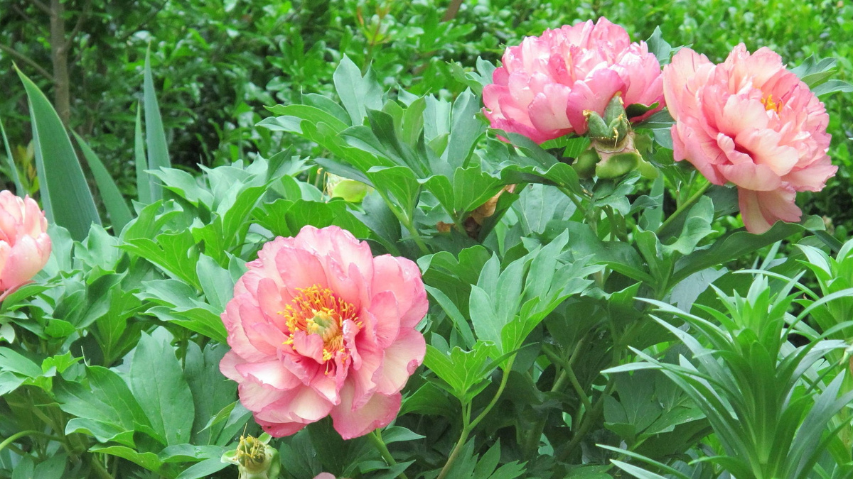 Вот так выглядит здоровый пион после правильной пересадки. Красота, правда?