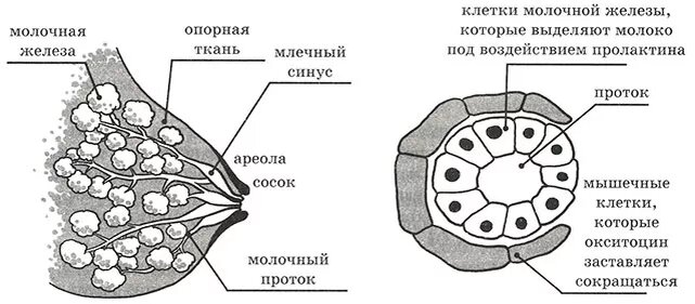 Строение молочной железы и некоторые аспекты физиологии лактации. Изображение из открытого источника в интернете. 