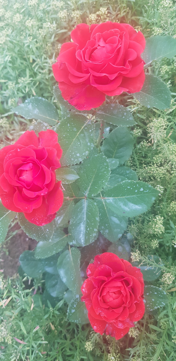 Ред Эль Таро