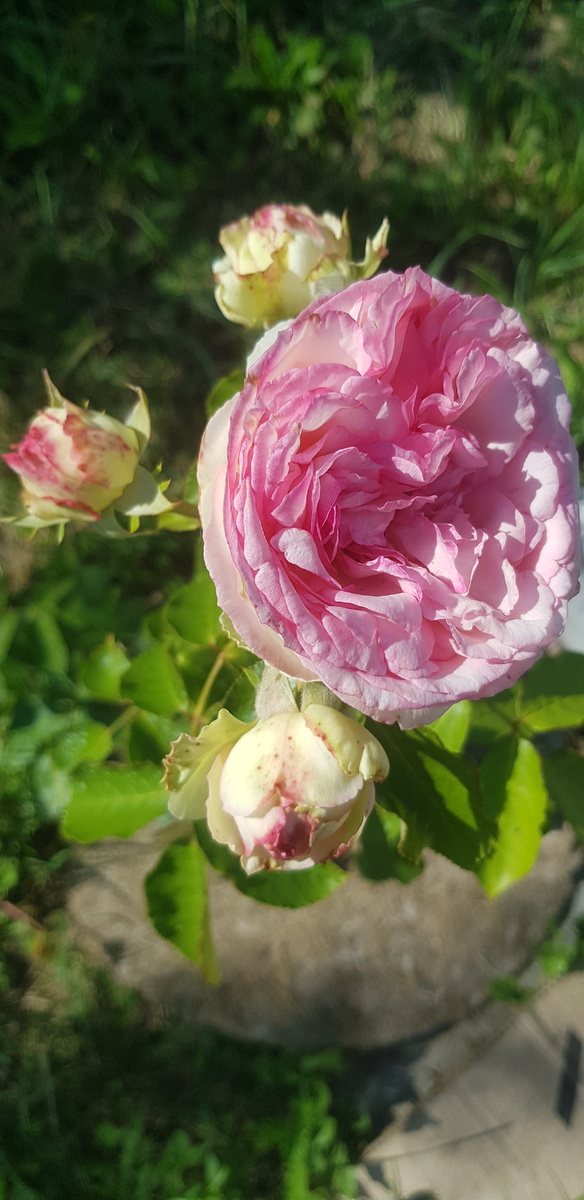 Пьер де Ронсар