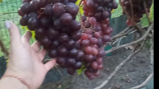 💁🍇Как я вырастила виноград в Подмосковье сначала до сбора урожая 🍇🍇🍇