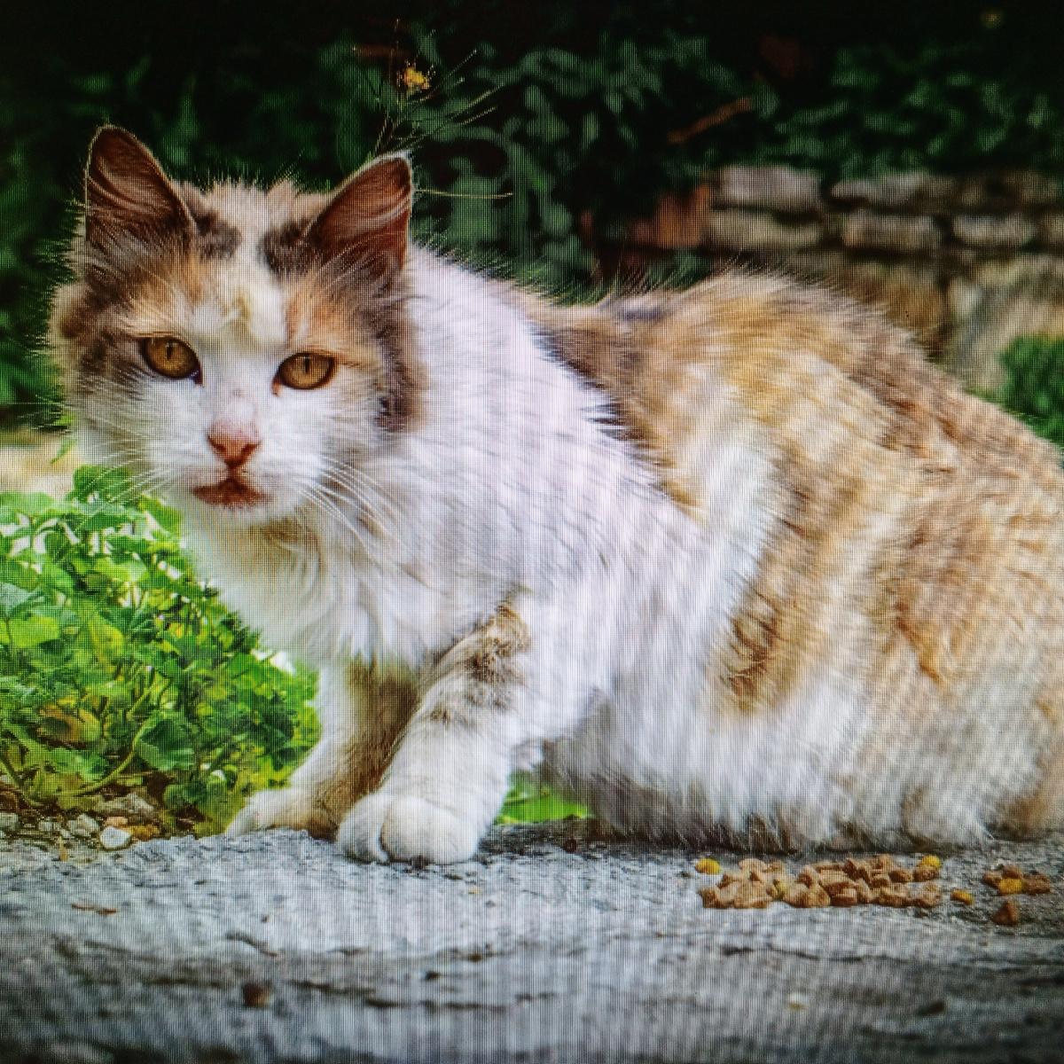 Иллюстрация из сети интернет