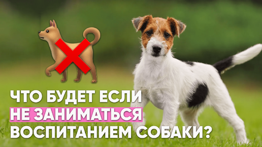 Почему ❌ НЕЛЬЗЯ откладывать воспитание СОБАКИ и мириться с ее плохим поведением 🐕