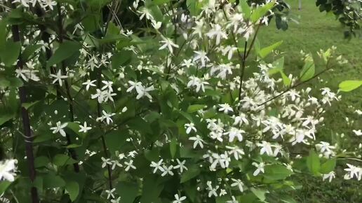 Самый пушистый клематис Белое облако! Clematis flammula 🌸